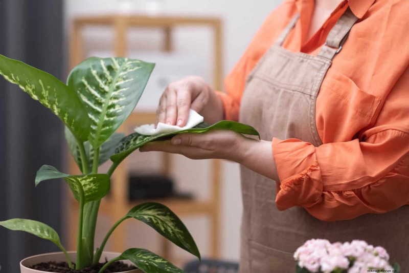 21 Proven Natural Ways to Keep Indoor Plant Pests at Bay