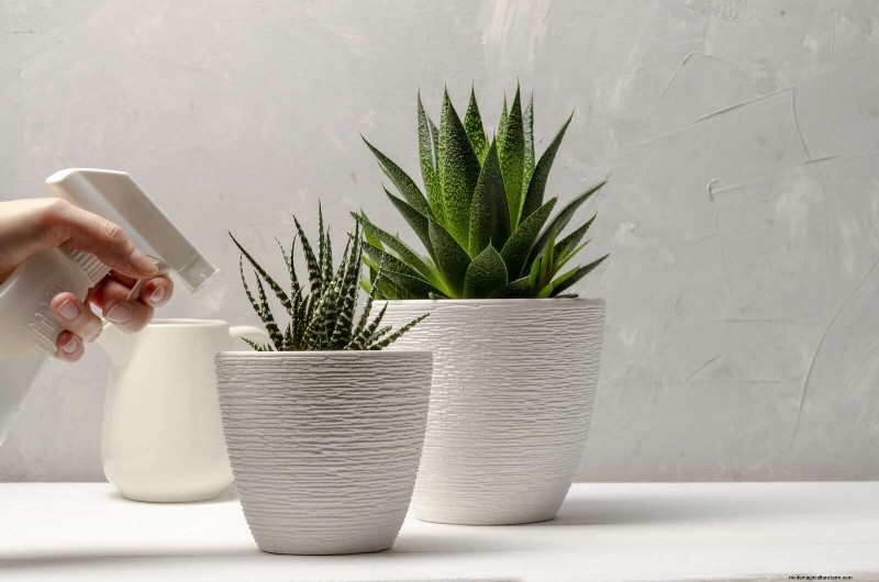 21 Proven Natural Ways to Keep Indoor Plant Pests at Bay