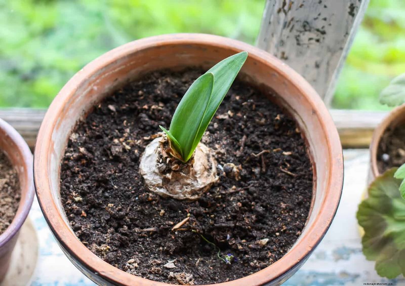 21 Proven Natural Ways to Keep Indoor Plant Pests at Bay