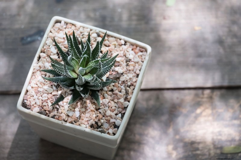 21 Proven Natural Ways to Keep Indoor Plant Pests at Bay