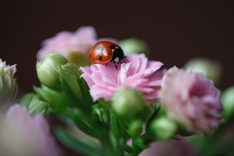 21 Proven Natural Ways to Keep Indoor Plant Pests at Bay