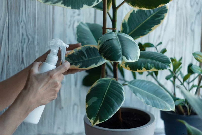 21 Proven Natural Ways to Keep Indoor Plant Pests at Bay