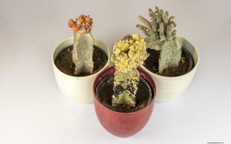 21 Proven Natural Ways to Keep Indoor Plant Pests at Bay