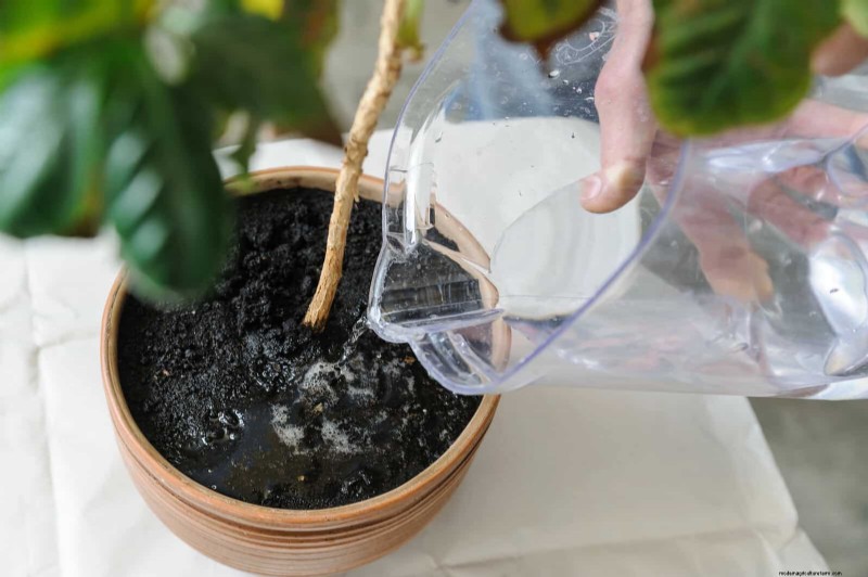 21 Proven Natural Ways to Keep Indoor Plant Pests at Bay