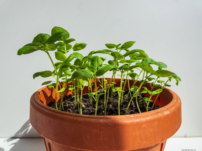 21 Proven Natural Ways to Keep Indoor Plant Pests at Bay