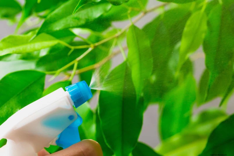 21 Proven Natural Ways to Keep Indoor Plant Pests at Bay