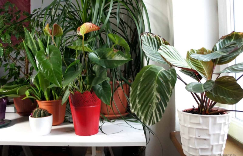 21 Proven Natural Ways to Keep Indoor Plant Pests at Bay