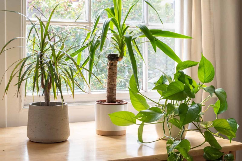 21 Proven Natural Ways to Keep Indoor Plant Pests at Bay