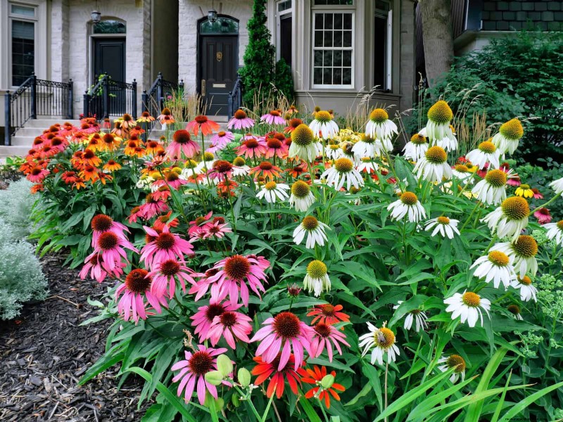 Why Traditional Lawns Are Becoming Obsolete – 30 Proven Reasons and Sustainable Alternatives