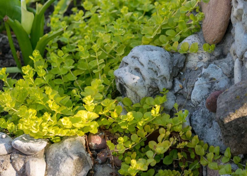 Why Traditional Lawns Are Becoming Obsolete – 30 Proven Reasons and Sustainable Alternatives