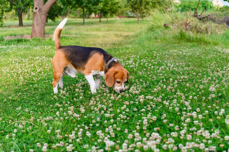 Why Traditional Lawns Are Becoming Obsolete – 30 Proven Reasons and Sustainable Alternatives