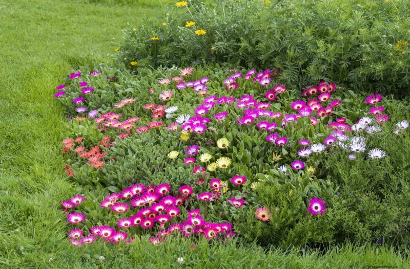 Why Traditional Lawns Are Becoming Obsolete – 30 Proven Reasons and Sustainable Alternatives