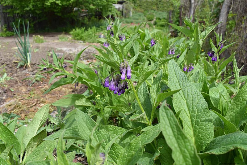 Why Traditional Lawns Are Becoming Obsolete – 30 Proven Reasons and Sustainable Alternatives