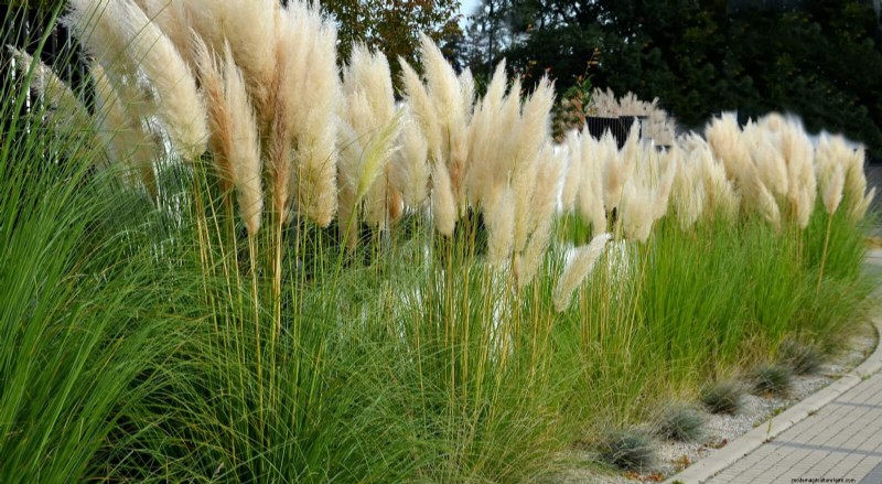 Why Traditional Lawns Are Becoming Obsolete – 30 Proven Reasons and Sustainable Alternatives