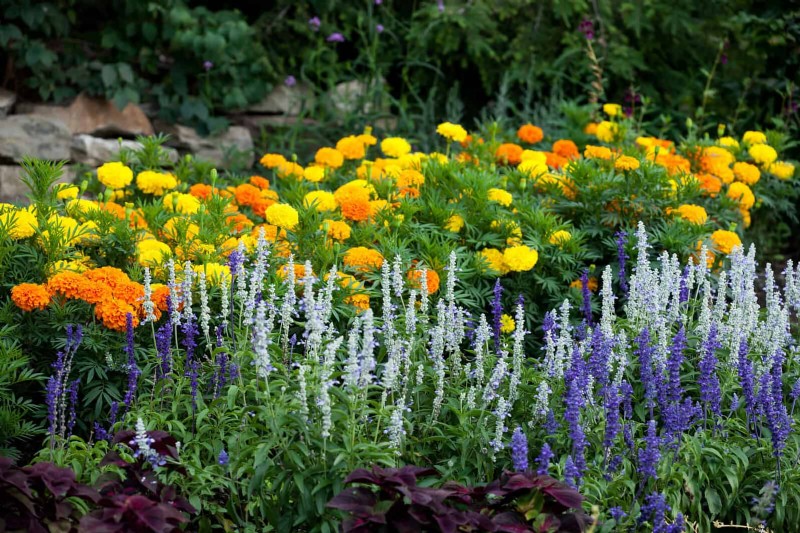 Why Traditional Lawns Are Becoming Obsolete – 30 Proven Reasons and Sustainable Alternatives