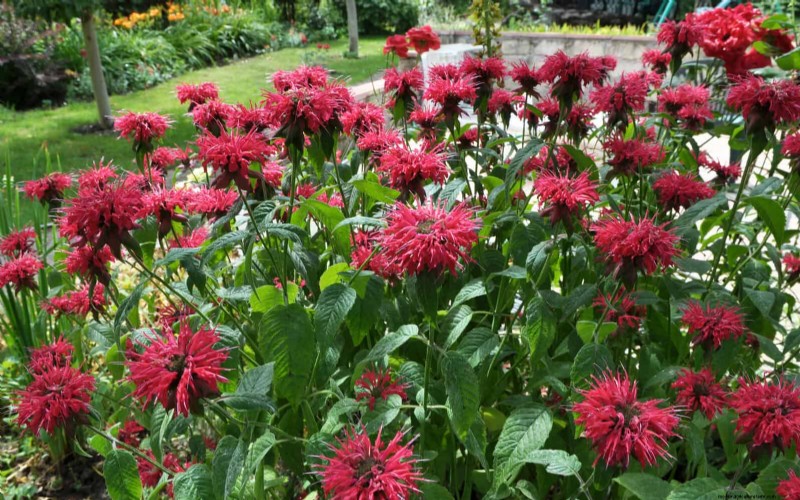 Why Traditional Lawns Are Becoming Obsolete – 30 Proven Reasons and Sustainable Alternatives