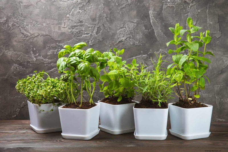 21 Designer‑Approved Ways to Seamlessly Blend Plants Into Modern Interiors