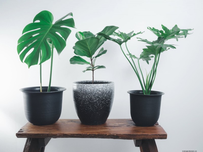 21 Designer‑Approved Ways to Seamlessly Blend Plants Into Modern Interiors