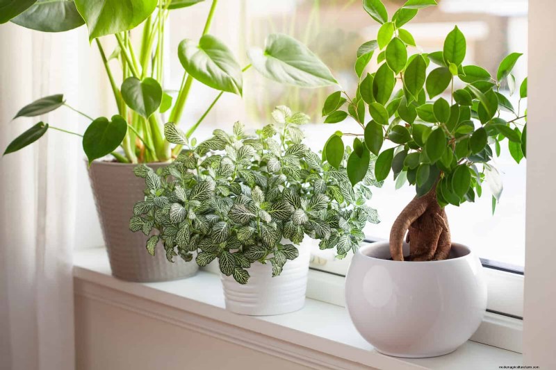 22 Proven Strategies to Accelerate Houseplant Growth