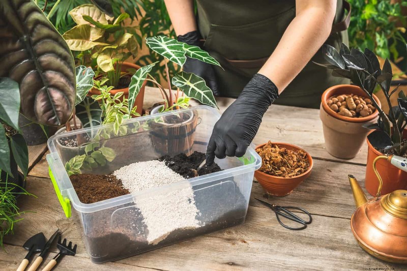 22 Proven Strategies to Accelerate Houseplant Growth