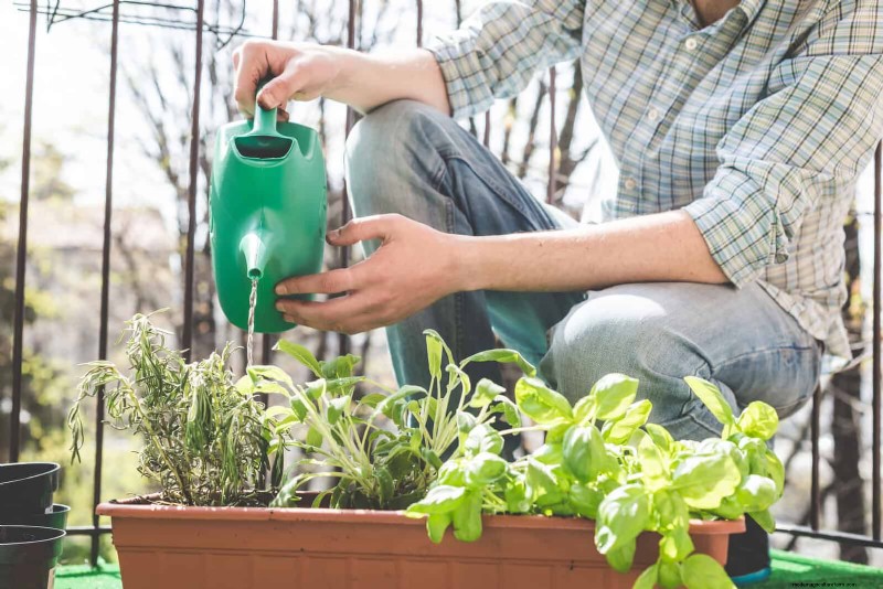 22 Proven Strategies to Accelerate Houseplant Growth