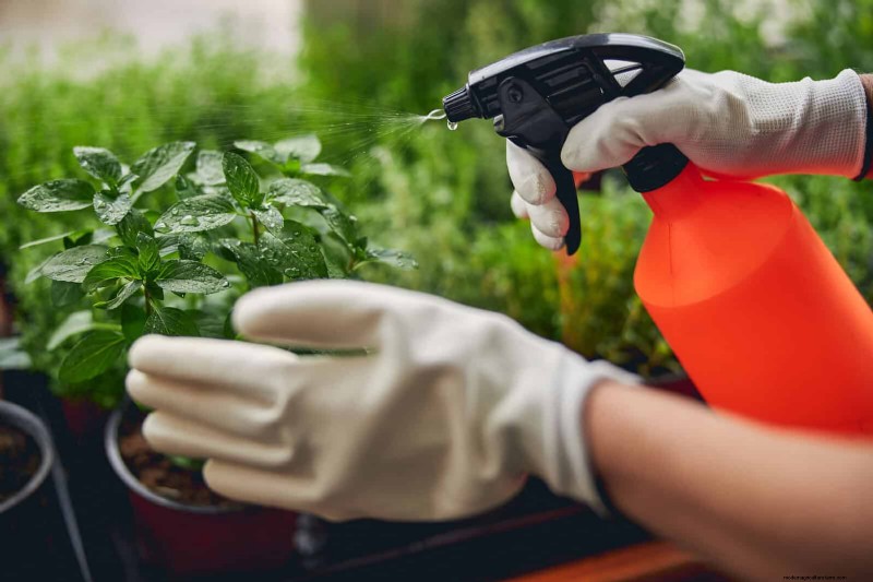 22 Proven Strategies to Accelerate Houseplant Growth