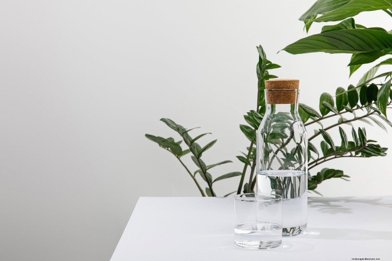 22 Proven Strategies to Accelerate Houseplant Growth