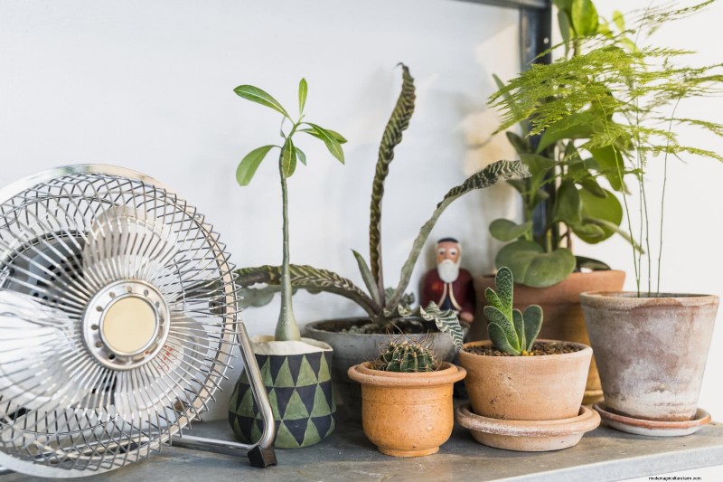 22 Proven Strategies to Accelerate Houseplant Growth