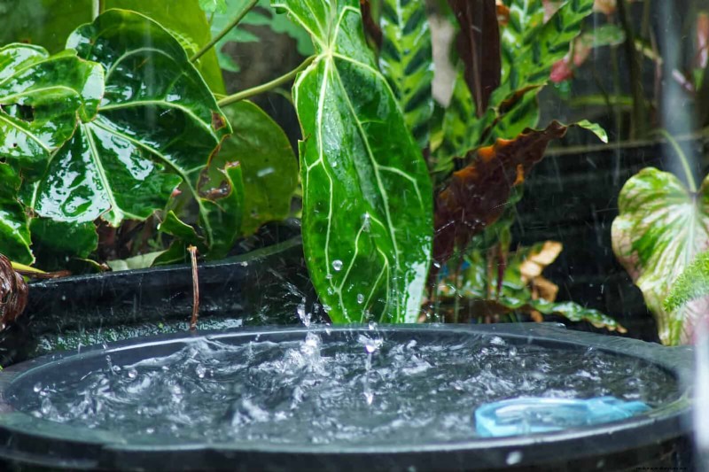 22 Proven Strategies to Accelerate Houseplant Growth