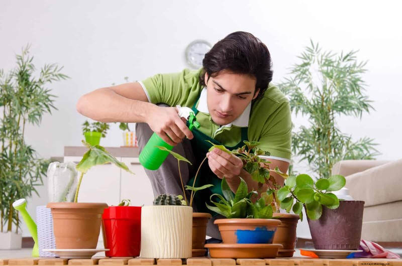 22 Proven Strategies to Accelerate Houseplant Growth