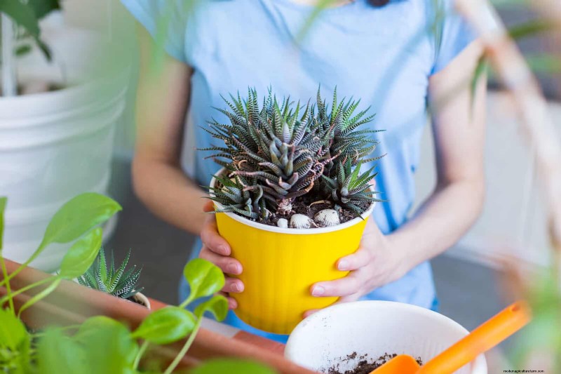 22 Proven Strategies to Accelerate Houseplant Growth