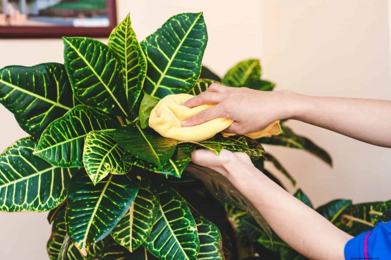 22 Proven Strategies to Accelerate Houseplant Growth