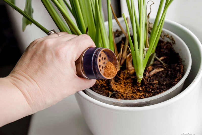 22 Proven Strategies to Accelerate Houseplant Growth