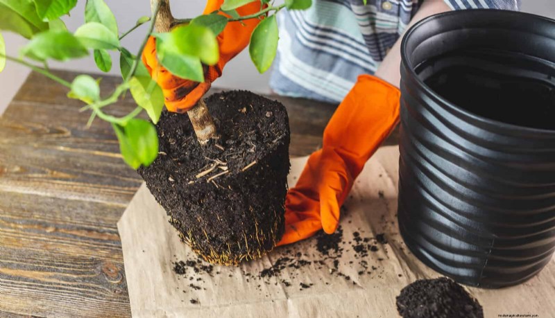 22 Proven Strategies to Accelerate Houseplant Growth