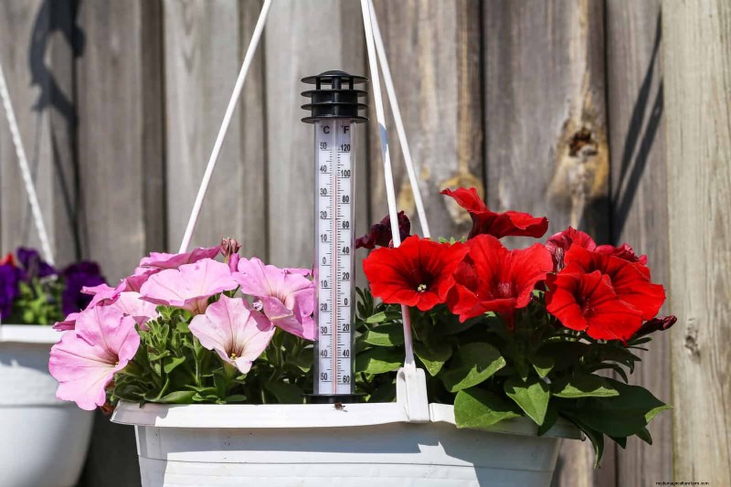 22 Proven Strategies to Accelerate Houseplant Growth