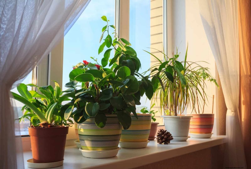22 Proven Strategies to Accelerate Houseplant Growth
