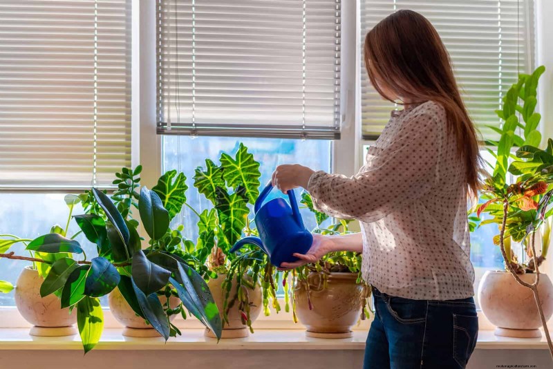 22 Proven Strategies to Accelerate Houseplant Growth