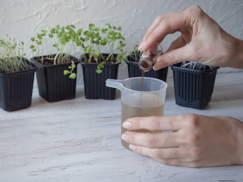 22 Proven Strategies to Accelerate Houseplant Growth