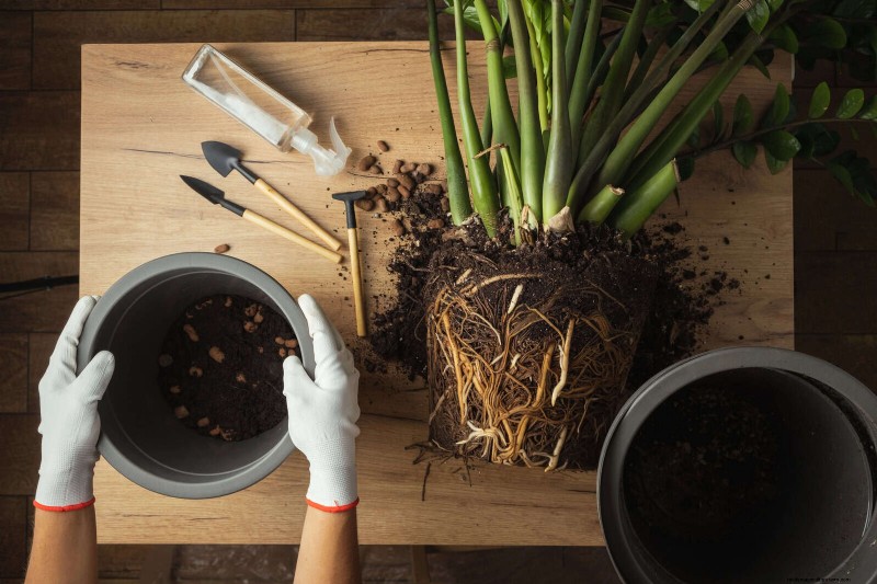 22 Proven Strategies to Accelerate Houseplant Growth