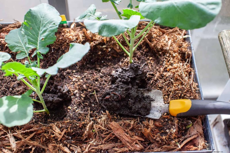 22 Proven Strategies to Accelerate Houseplant Growth