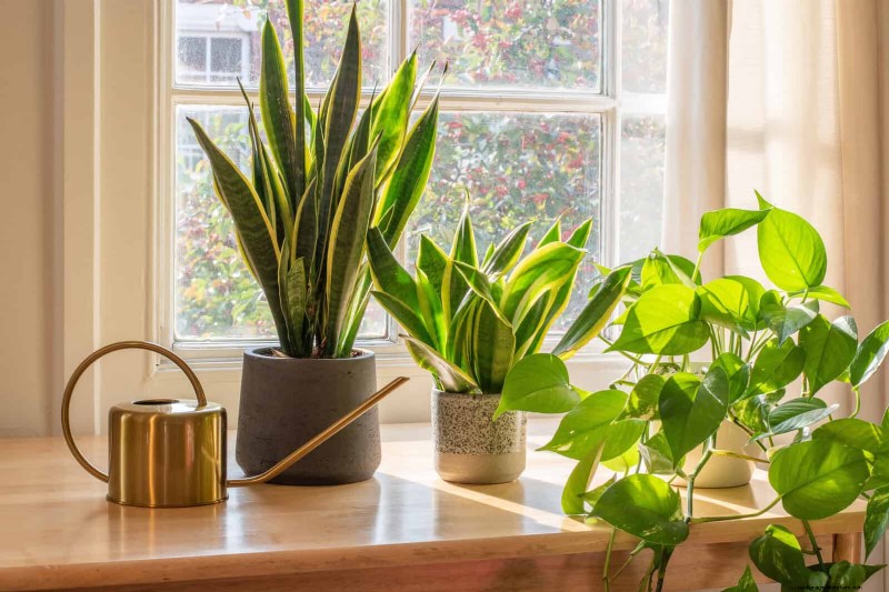 22 Proven Strategies to Accelerate Houseplant Growth