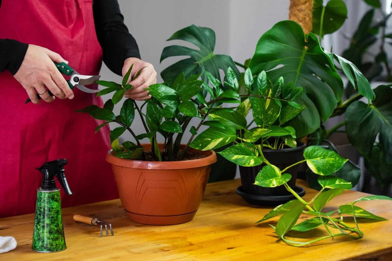 22 Proven Strategies to Accelerate Houseplant Growth