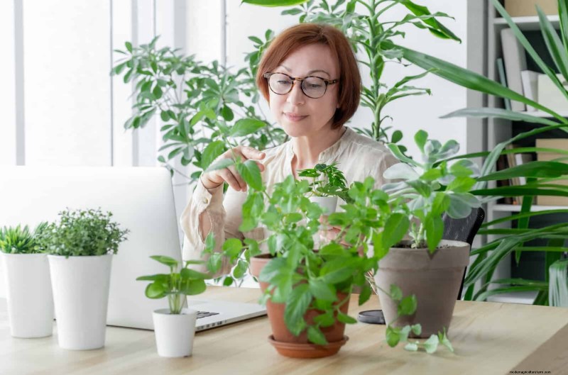 22 Proven Strategies to Accelerate Houseplant Growth