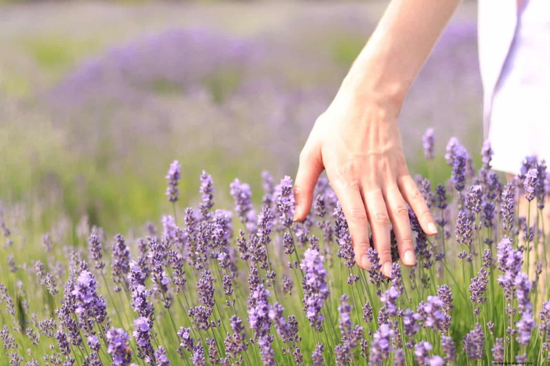 23 Proven Drought‑Tolerant Perennials That Create Stunning Low‑Water Gardens All Year Long