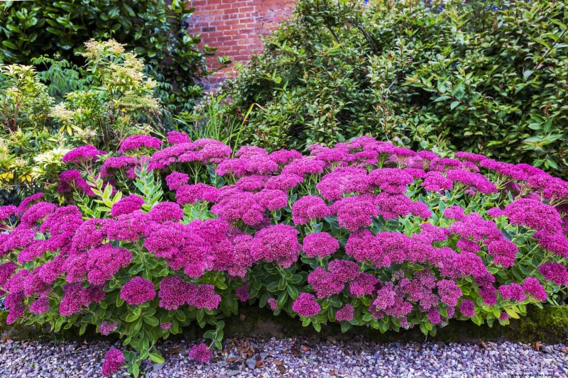 23 Proven Drought‑Tolerant Perennials That Create Stunning Low‑Water Gardens All Year Long