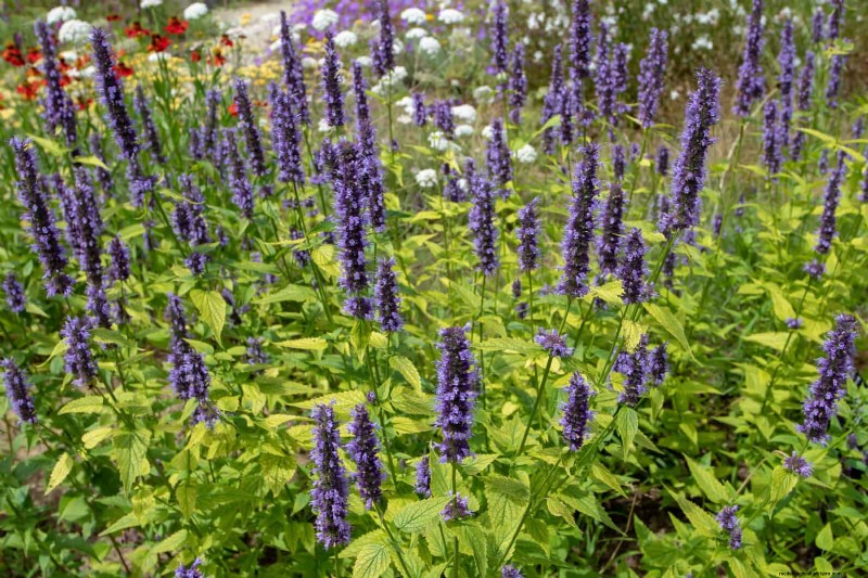 23 Proven Drought‑Tolerant Perennials That Create Stunning Low‑Water Gardens All Year Long