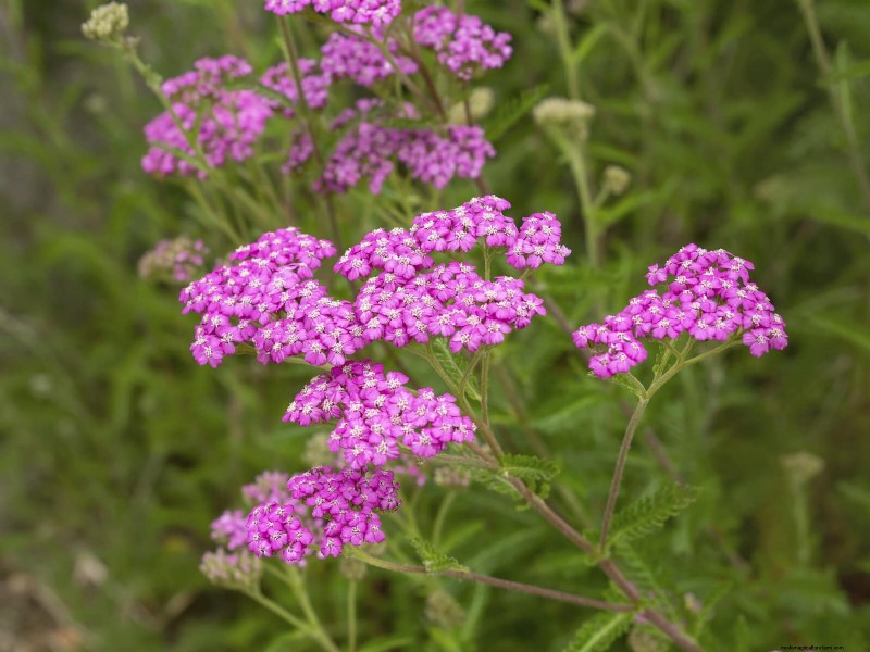 23 Proven Drought‑Tolerant Perennials That Create Stunning Low‑Water Gardens All Year Long