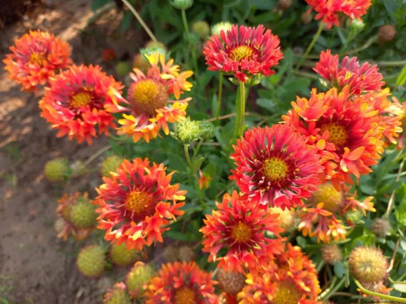 23 Proven Drought‑Tolerant Perennials That Create Stunning Low‑Water Gardens All Year Long