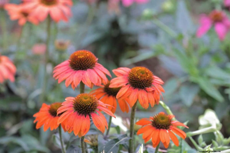 23 Proven Drought‑Tolerant Perennials That Create Stunning Low‑Water Gardens All Year Long