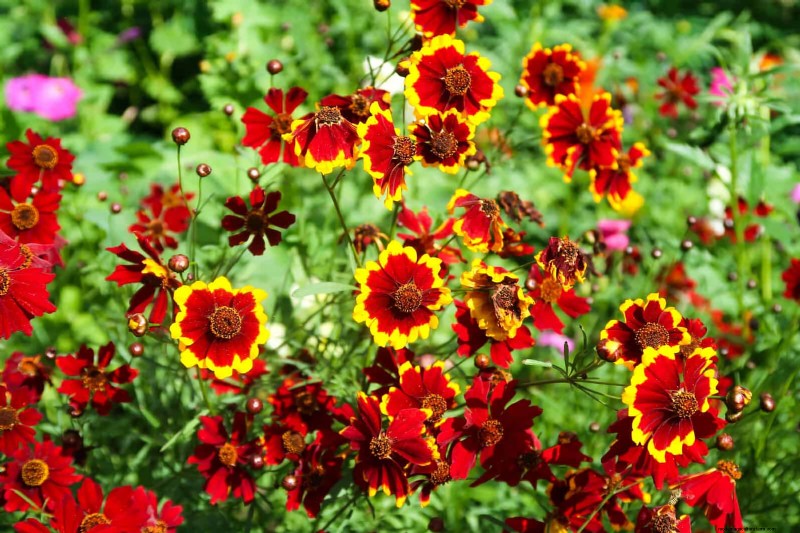 23 Proven Drought‑Tolerant Perennials That Create Stunning Low‑Water Gardens All Year Long